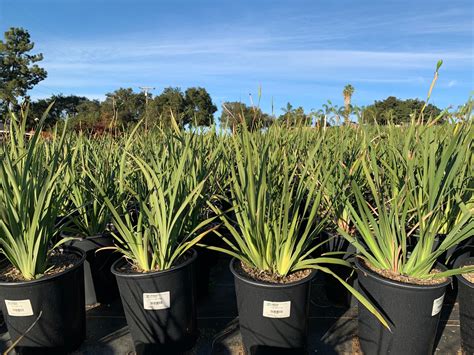 Dietes (Moraea) vegeta/iridioides - Devil Mountain Wholesale Nursery