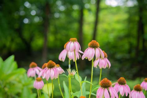 Names Of Flowers Beginning With E at Kevin Davidson blog