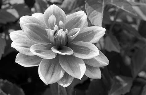 Black And White Pictures Of Flowers