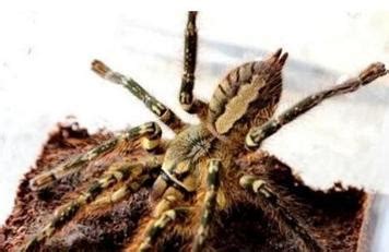 地球上10大毒蜘蛛，第一攻击性极强会致命，你知道几种？-搜狐大视野-搜狐新闻