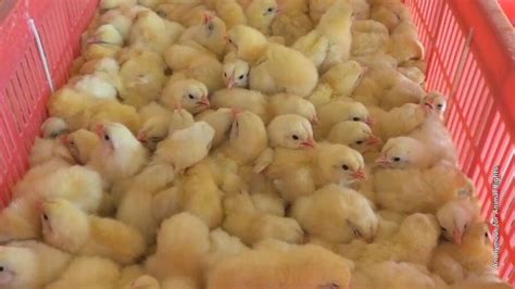 Chick Explodes 的图像结果