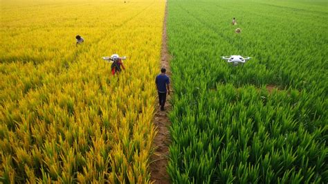 Is Rice a Difficult Crop to Grow? Key Realities About Rice Cultivation