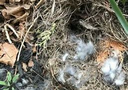 Image result for Baby Bunnies Nest