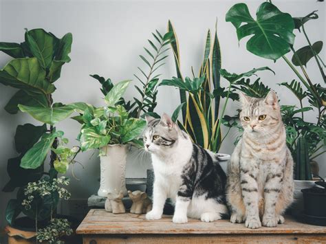 10 Indoor Plants Safe for Cats | Waldo's Friends