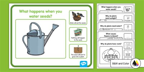 All About Plants Cause and Effect Question Cards for K-2nd