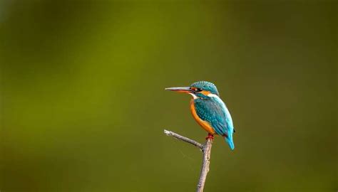 Wadhvana Bird Sanctuary To Discover The Unique Biodiversity In 2026