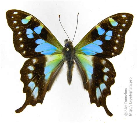 Graphium Stresemanni - JungleKey.in Wiki