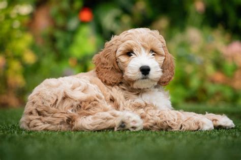 Image result for Working Cockapoo Gun Dog