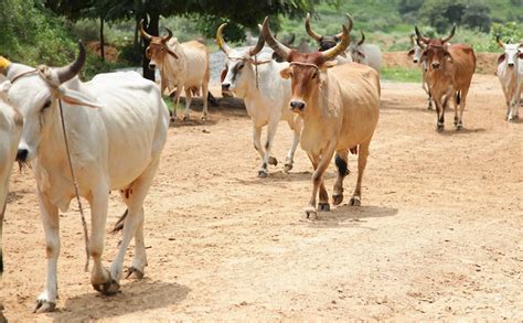 UNDERSTANDING THE DIFFERENCE BETWEEN INDIAN DESI COW AND THE JERSEY (H ...