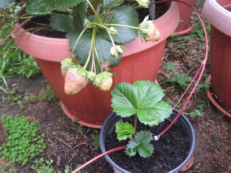 盆栽草莓压出来的幼苗，不用几周就能长旺盛，特容易开花结果_土壤