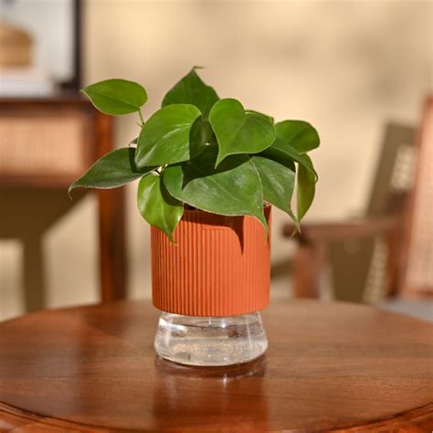 Buy Philodendron Oxycardium Green Plant | Safe home delivery | Ugaoo