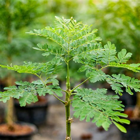 Moringa Tree - Live Drumstick Tree - Abu Dhabi, Dubai, UAE