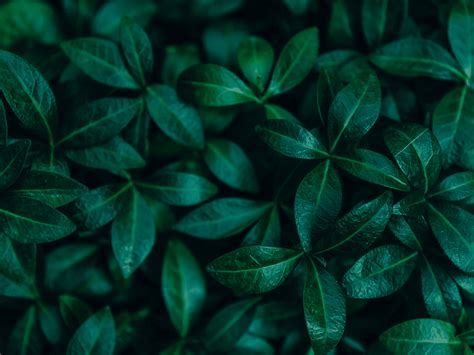 Image result for Types of Recovery Programs