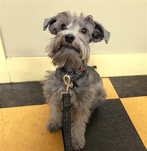 Schnauzer Poodle Mix