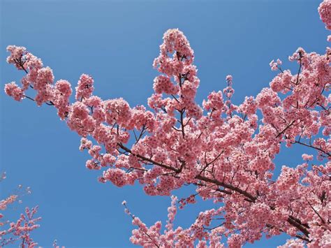 What is citron melon? What does it look like?