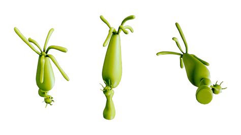 3D Hydra Genus Model - TurboSquid 2136696