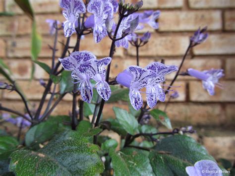 Plectranthus ‘Mona lavender’ – PLANTBOOK
