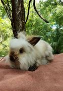 Image result for Black and White Lionhead
