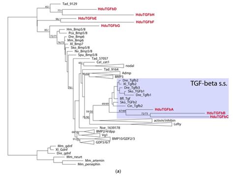 Expression of Wnt and TGF-Beta Pathway Components during Whole-Body ...