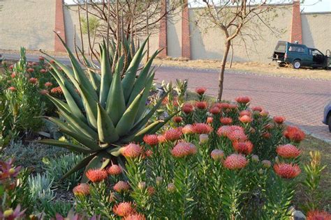Indigenous Christian Peyote Spiritual Movement
