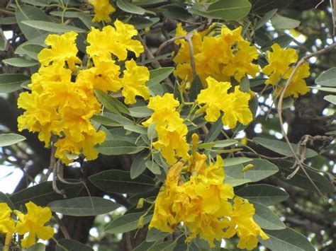 Avenue Trees Wholesale Supplier in Kadiyam | Road & Landscape Projects ...
