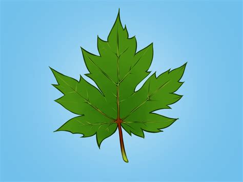 How to Draw a Maple Leaf: 10 Steps (with Pictures) - wikiHow