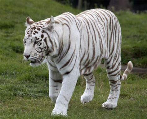 White Tiger Mauls Class 12 Student to Death in Delhi Zoo; Eyewitnesses ...