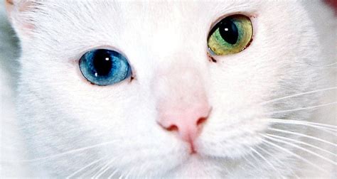 Everything You Ever Wanted To Know About Cat Eyes