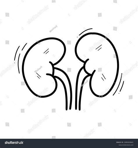 How to Draw Kidney in Easy Way 的图像结果