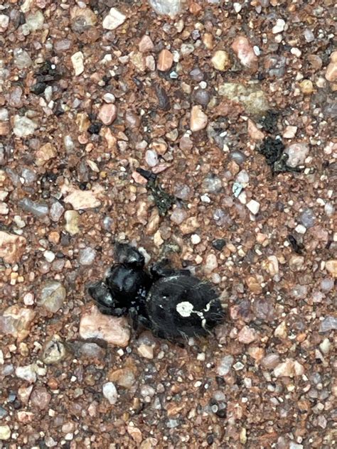 Anyone know what this is ? It was an arachnid with small pincers. : r/whatsthisbug