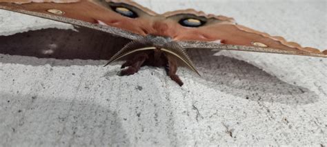 Image result for Alien Moth