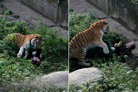 Tiger Attacks On Humans