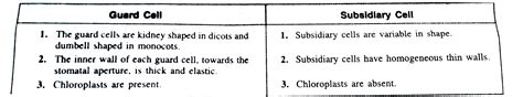 How do the guard cells differ from subsidiary cells