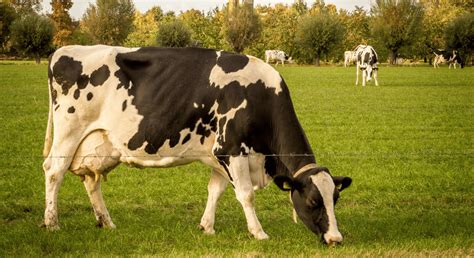 National Symbols of Nepal : Animal, Bird, Anthem, Dress, Game