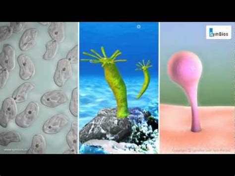 Asexual Reproduction Video Lecture - NEET