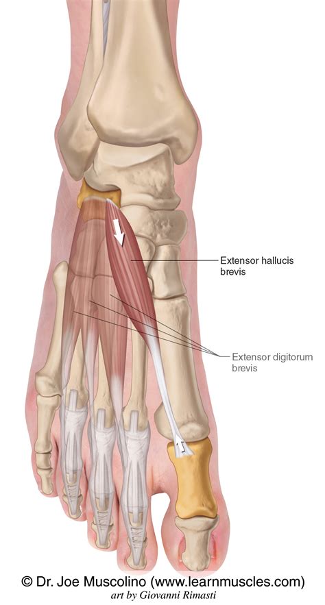 Extensor Hallucis Brevis - Learn Muscles