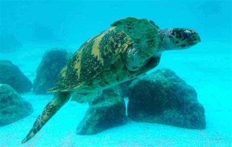 海龟为什么会吃塑料袋？_酷知经验网