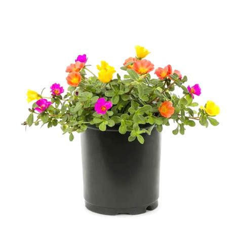 Buy Rose Moss Plants Online In Abu Dhabi, Dubai, UAE