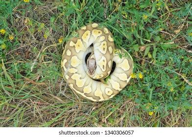 Image result for Lesser Ball Python