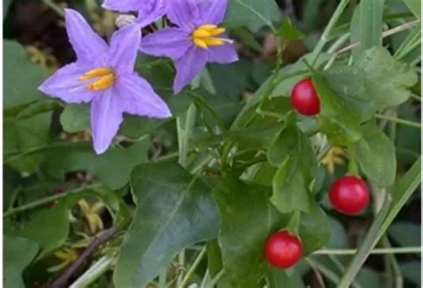 Nature garden Thuthuvalai | Climbing Brinjal | Solanum trilobatum ...