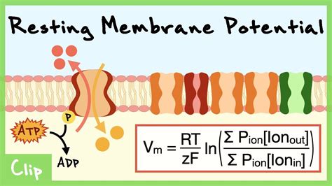 Image result for Cell Resting Membrane Potential
