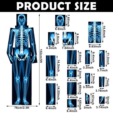 Lineshading 16 Pieces Human X Rays Bones X Rays Human Xrays for India ...