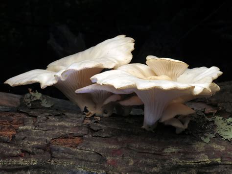 Pleurocybella porrigens: The Ultimate Mushroom Guide