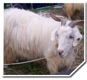 Breeds of Sheep and Goat