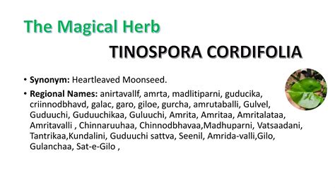 Tinospora Cordifolia the magical Herb (Giloy) | PPTX