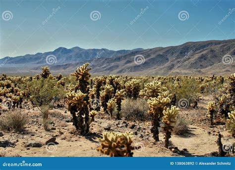 Cholla Cactus Garden, Joshua Tree National Park Desert, Usa Stock Photo ...