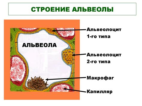 Строение альвеол: Альвеола легких, строение и функции альвеолы ...