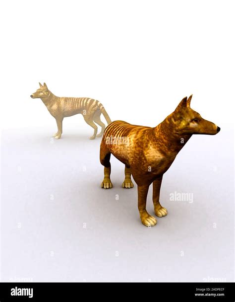 Tasmanian wolf (Thylacinus cynocephalus), computer artwork. Also called ...