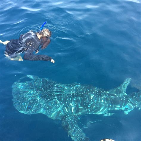 WALLY PACIFIC EXCURSIONS - All You Need to Know BEFORE You Go 2026 ...