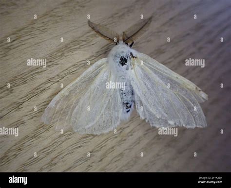 White Satin Moth (Leucoma salicis Stock Photo - Alamy